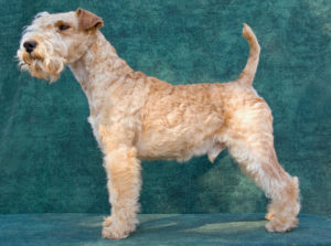 LLakeland Terrier Show dog