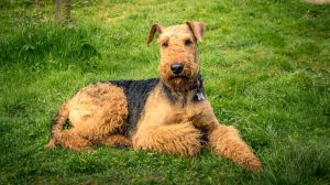 Airedale Terrier