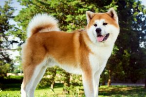 Akita Japanese Dog Breed