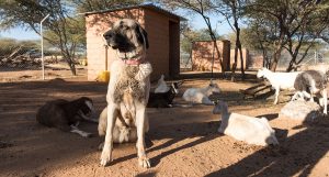 Anatolian Shepherd