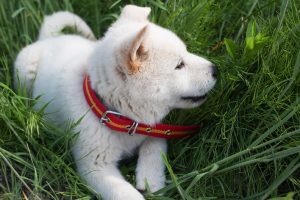 Jindo Puppy