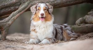 Australian-Shepherd