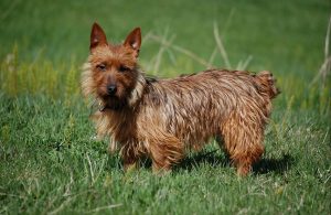 Australian-Terrier