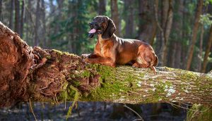 Bavarian Mountain Hound