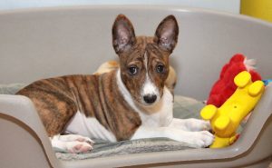 Basenji Puppy