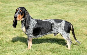 Blue Gascony Basset