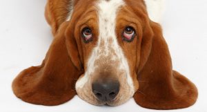 Basset-Hound looking sad