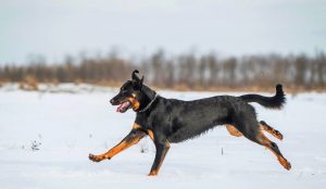 Beauceron dog