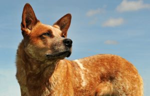 Red Australian Cattle Dog