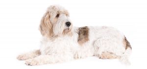 Grand Basset Griffon Vendeen