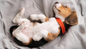 Beagle Puppy