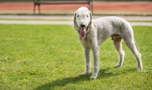 Bedlington Terrier