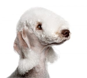 Bedlington Terrier