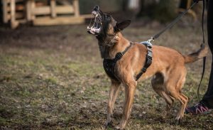 Belgian Shepherd Dog Malinois