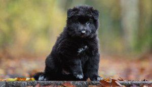 Belgian Shepherd Groenendael puppy