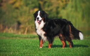 Bermese Mountain Dog