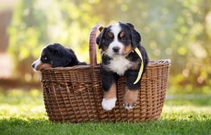 Bernese Mountain Dog puppy