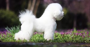 Bichon frise