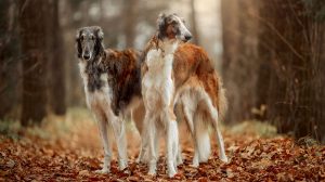 Russian Borzoi