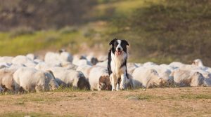 Border-Collie-Sheep