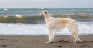 Borzoi