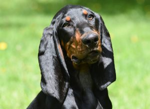 Black and Tan Coonhound