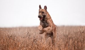 Belgian Shepherd Laekenois