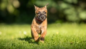 Belgian Shepherd puppy