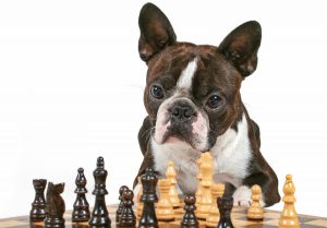 Boston Terrier Chess