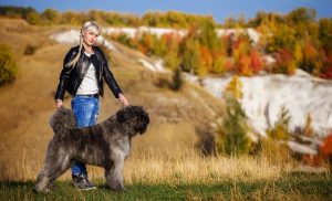 Bouvier-Des-Flandres