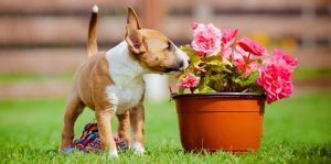 Mini-Bull-Terrier