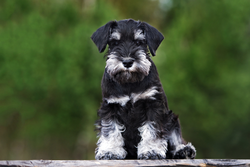 Miniature Schnauzer 