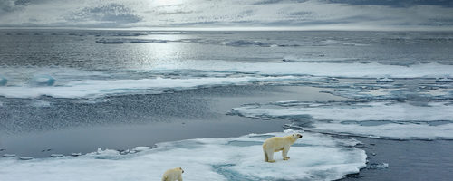 7 fun facts about polar bears