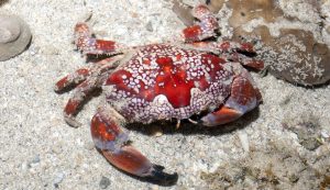 Toxic Crabs