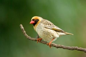 A male adult Red-billed Quelea