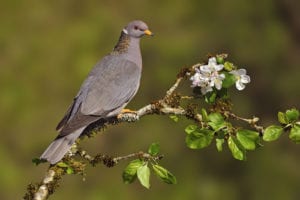 Band-tailed pigeon