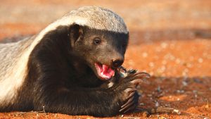 An image of a Honey Badger