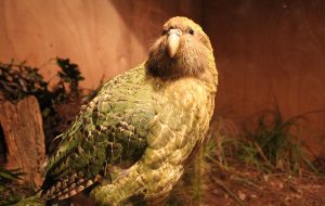 Kakapo