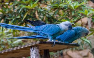 Spix Macaw