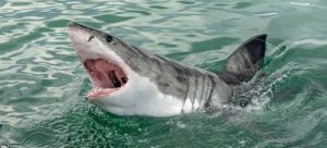 Great White Shark