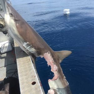 image of shark bitten in half