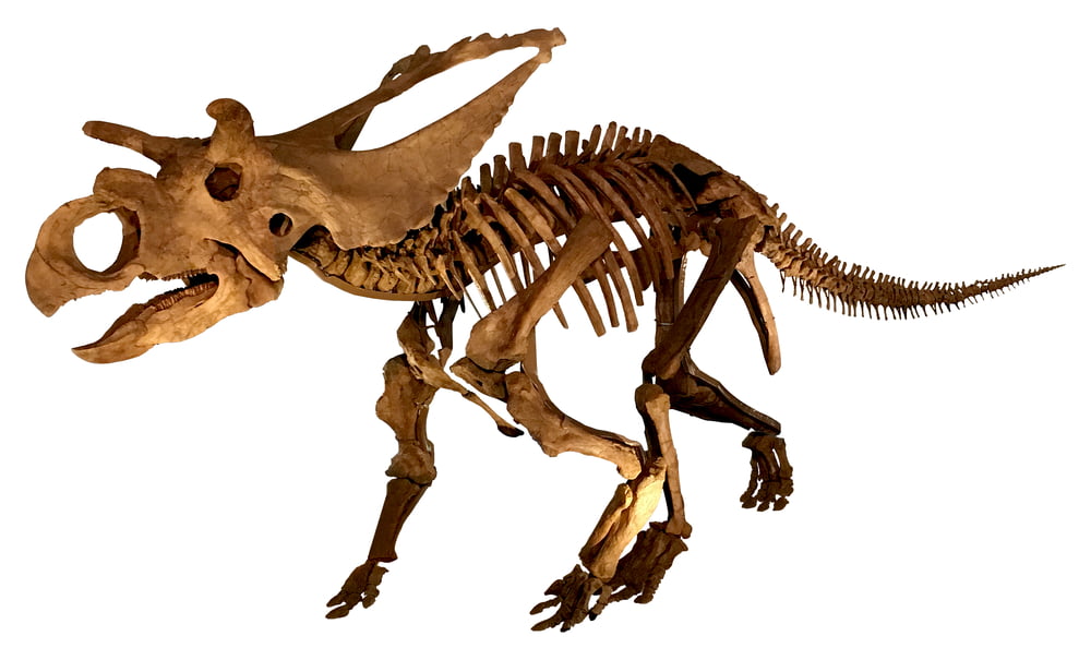 Real or Fake Dinosaur Fossil