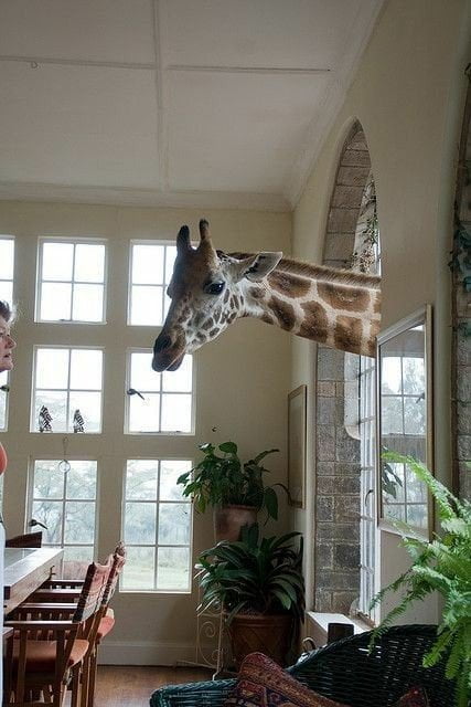 Real or Fake? Giraffe entering a house