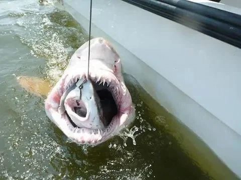 Shark eating another shark! Real or Fake Images!