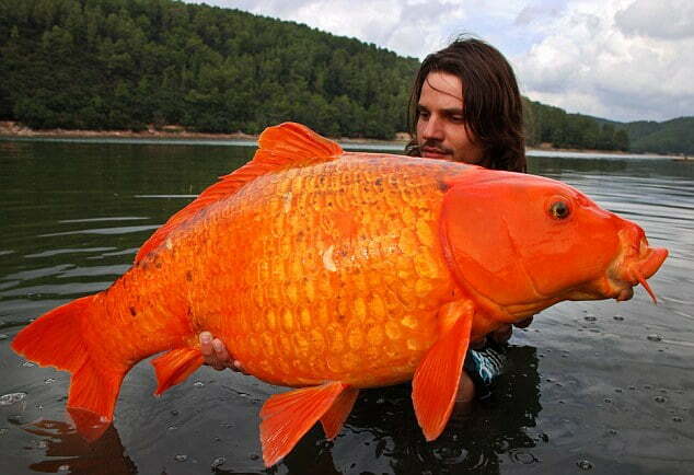 Goldfish, real or fake