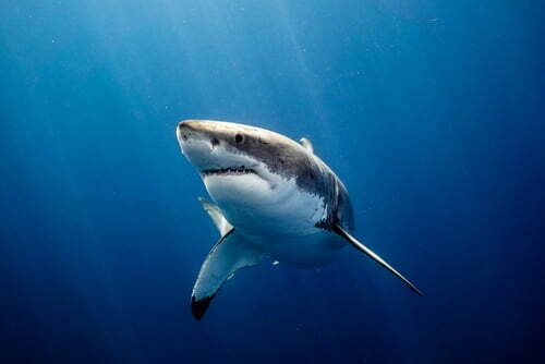 Great White Shark! Real or Fake Clip?