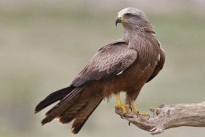 Black Kite: This Is one that visiting Bird Watchers will enjoy seeing