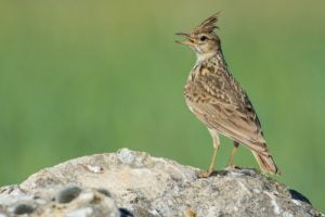 A skylark