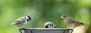 wild birds