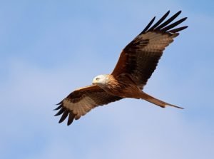 A red kite